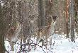 a to ju� spotkanie w innym rejonie lasu janowickiego,przy wspomnianym w opisie galerii, "nowym pa�niku"