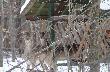 tak mnie obserwowa�y jak nios�em now� dostaw� aromatycznego siana. 