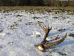 16 marca 2013 - drugi dzisiejszy zrzut (12-tak) a 26 �wie�y w tym sezonie...Po po�udniowy wyjazd z �on� i psem:-)))