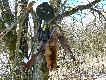 Cho� mam jeszcze jednego lisa w odstrzale, to ten chyba b�dzie ostatni w tym sezonie.  Zwabiony z odleg�o�ci oko�o 400 m. strzelony �rutem na 20 krok�w. Ze sk�rki uszyj� torb� my�liwsk�. Na dodatek jeszcze medalowy.