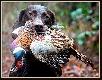 si�dma zona Arta - FLOOR-LUNA v.d. Slotbosse-Heide :)