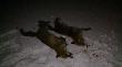 i ca�y pokot z 19.02... dwa psy.. 