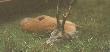 Gorlice 1997 , �smak nieregularny,  wiek ponad 10 lat .waga parostk�w 480g.