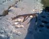 Pierwszy �wie�y.Wieczorem brat widzia� �eruj�ce byki3 gom�ly i jednego ''jednoro�ca''.....1,6kg