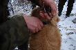Labrador znaleziony na WNYKU . �eby go oswobodzidzi� trzeba by�o prz�cia� link�  ju� cz�ciowo wci�t� w sk�r� szyi.