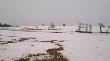 chmara �a� z cielakami, obw�d 362 rewir II. 