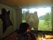Zdj�cie 57. Ma�y, pokojowo-gara�owy symulator strzelania. W ko�cu NIED�WIED�!! Sk�ra na �cianie to nied�wied� - piastun, odpowiednik przelatka. W Karpatach zwany mrowicniokiem, bo grubszego zwierza nie upoluje.. W�a�ciciel tego symulatora posiada - wraz z rodzin� - spor� dolin�, i co 3 lata strzelaj� nied�wiedzia. Ale nie wielkiego, z szans� na medale, bo mi�so twarde i mniej smaczne, bij� tylko piastuny. Jest to niebezpieczny zwierz, i symulator pokazuje, �e po postrzale nied�wied� b�yskawicznie atakuje, i jest naprawd� ma�o czasu, aby go zatrzymac.. Gdzie� blisko pocz�tku tej galerii jest zdj�cie zwyk�ej strzelnicowej tarczy ruchomej, jad�cej w stron� strzelca - do cwiczenia powstrzymywania takiego w�a�nie natarcia.. 