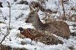 ej drobiu id� sobie grzeba� gdzie indziej !