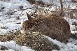 popo�udniowa drzemka w mizernym s�onku ...ca�a przyroda juz spragniona  s�o�ca i ciep�a.