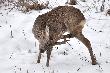 Chyba go zaczyna sw�dzie� co nieco :-)