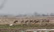 29-03-2013 Pastuszek.