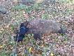 Hunter w wieku 5 miesi�cy przy ody�cu zbior�wkowym. "Ale smaczna farba" :D