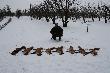 Czasem si� zdarzy pozyska� jednego dnia 8 rudzielc�w. Wszystko na stogach i dzi�ki pomocy ps�w.
