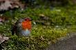 Rudzik, rudzik zwyczajny, raszka (Erithacus rubecula)