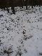 05.04.2013 Warto by�o si� dzi� wybra�.Wi�kszo�� byk�w ju� pogubi�a i sporo tyk zalega w �niegu.