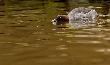 G�go� (g�go� krzykliwy) (Bucephala clangula)