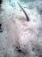 05.04.2013 �smak znalesiony przez tat�