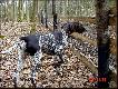 IGO z Czarciego Uroczyska (Archie Keiviento x Fenka Iwa Kajminia)