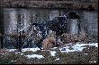 NEFRA Hubert�wka znad Parsety (Archie Keiviento x Fiona Kajminia)