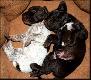 2 tygodniowe maluchy po Archie`m i Floor Luna v.d. Slotbosse-Heide :)