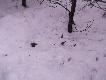 po 10minutach od wej�cia do lasu ujrza�em pierwsz� tyk�