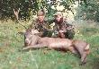  (Zdj�cie z 1993r)   M�j pierwszy byk .
 , wiek  7lat, waga wie�ca 5kg,waga tuszy 170kg Na zdj�ciu jestem z bratem Januszem( na �owieckim- bugi) Jacy byli�my wtedy m�odzi...