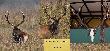 Na Wystawie �owieckiej w Obornikach �l. spotka�em "mojego" byka. 06-04-2013  