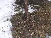 �smak -tak sobie le�a� pod �wierkiem niedaleko ulicy 