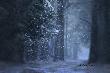 To jest ostatni �nieg tej p�nej wiosny, jaki spad�  w Bajkowej Krainie Jeleni. T� drog� one chadzaj� .....od pocz�tku. 