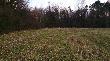 chmara byk�w danieli w moim �owisku