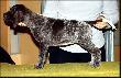CHIARA v.d. Waltakke (Archie Keiviento x Dumka v.d. Waltakke) - 7 tygodni