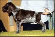 CALOU v.d. Waltakke (Archie Keiviento x Dumka v.d. Waltakke) - 7 tygodni