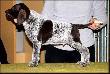 CLEO v.d. Waltakke (Archie Keiviento x Dumka v.d. Waltakke) - 7 tygodni