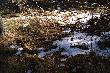 16,04,13r Zauwa�y�em spa�owany d�b i id�c do niego podnios�em  oto tego 10-taka