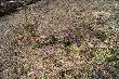 Nast�pnie podnios�em taki oto okaz