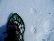 Pi�kna wiosna na Dalekiej P�nocy!! Tropy lisa polarnego. Podeszwy maj� bardziej kosmate, ni� nasze lisy rude..