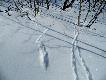Pi�kna wiosna na Dalekiej P�nocy!! Pardwy w upierzeniu zimowym maj� w�ochate palce po same pazurki. W po�udnie �nieg ju� si� topi, wi�c l�dowanie jest mi�kkie, gorzej rankiem i wieczorem..
