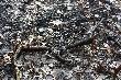 22.04.13 dziesi�tak d�ugo si� uchowa� stary byk wi�c le�a�  ju� od lutego