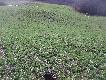 oto co dzi� ujrza�em wchodz�c na g�rk� koniczyny ,szczerze ucieszy�em si� gdy� jakie� 40metr�w za mn� by�a droga i co dziennie chodzili ludzie i tej pary nikt nie wypatrzy�
