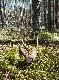 24.04.13 a oto ju� m�j sz�staczek.