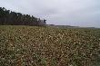 25,04,13r Wypad na ten sam rzepak co wczoraj zaowocowa� oto tym �adnym 8-kiem 1,3 kg (31)