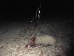 Kwietniowa pe�nia znowu darzy�a, podch�d ok. 15 kaban�w buszuj�cych na polu w ,,�wie�ym" zasiewie, strza� z ok. 140m na kark powali� dzika w ogniu.
DB Maniek5