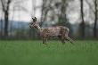 W oddali zobaczy�em w rudlu bia�aw� koz�. Ciekawostka przyrodnicza. Godzin� je podchodzi�em i wszystko jasne. Brudne spodnie od podchod�w a tu takie wyja�nienie zagadki. 27-04-2013