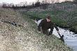 Dzik po strzale ucieka�  wzd�u� rowu, po czym wpad� do niego i si� utopi�. Gdybym nie widzia� ca�ej sytuacji by�o by go ci�ko znale�� . D.B

