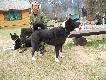 Lumi - non stop czujna w pobli�u zagrody 