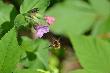 wiat macro
