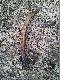 3.05.2013.�wie�y szpic jelenia 35�wie�y
