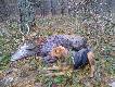 25.11.2012r 
Postrza�ek za kt�rym szli�my ok.4,5 km. Jedna z pierwszych prac. Na nast�pnym zdj�ciu miejsce postrza�u- przedni badyl;