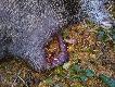 25.11.2012r miejsce postrza�u byka z poprzedniego zdj�cia