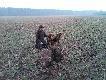 05.05.2013r pierwsze wyj�cie w tym sezonie, nowa kula ( Geco Plus) i od razu dublet. Dziki z dw�ch r�nych watach. 